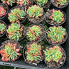 Echeveria 'Low'