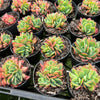 Echeveria 'Low'