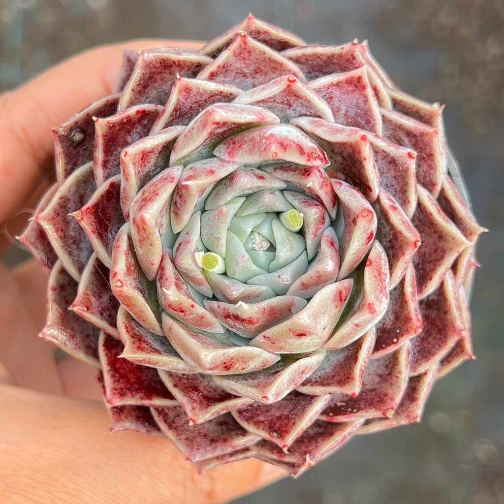 Echeveria 'Love Goddess'