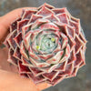 Echeveria 'Love Goddess'