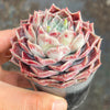 Echeveria 'Love Goddess'