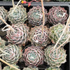 Echeveria 'Love Goddess'