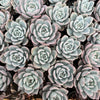 Echeveria Trumso (Candy Heart) - Korea Form
