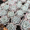 Echeveria Trumso (Candy Heart) - Korea Form