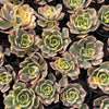 Aeonium arboreum 'Sunburst' (w/pup)