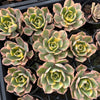 Aeonium arboreum 'Sunburst' (w/pup)
