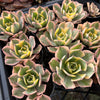 Aeonium arboreum 'Sunburst' (w/pup)