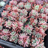 Echeveria agavoides 'Blue moon'
