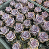 [WHOLESALE] PACK of 10 PLANTS x Echeveria gibbiflora 'Purple Pearl'