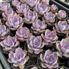 [WHOLESALE] PACK of 10 PLANTS x Echeveria gibbiflora 'Purple Pearl'