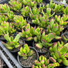 Cotyledon sp.