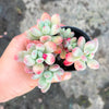 Pachyphytum garciae 'Green Apple'