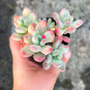 Pachyphytum garciae 'Green Apple'