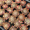 [WHOLESALE] PACK of 10 PLANTS x Echeveria 'Noble Red'