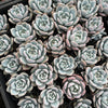 Echeveria Trumso (Candy Heart) - Korea Form