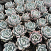 Echeveria Trumso (Candy Heart) - Korea Form