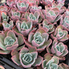 Echeveria 'Blue Lagoon'