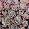 Echeveria 'Blue Lagoon'