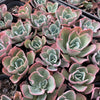 Echeveria 'Blue Lagoon'