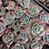Echeveria 'Blue Lagoon'