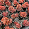 Echeveria 'Green smile' f. cristata