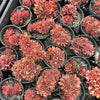 Echeveria 'Green smile' f. cristata