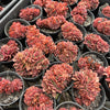 Echeveria 'Green smile' f. cristata