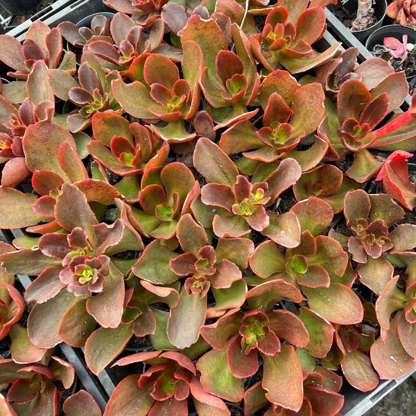 bittersweet succulent Echeveria 'Bittersweet' – LET LOVE GROW (Succulent & Cactus)
