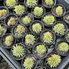 Echeveria agavoides 'Corderoyi' f. cristata (Japanese Form)