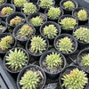 Echeveria agavoides 'Corderoyi' f. cristata (Japanese Form)