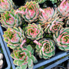 Echeveria 'Dragonfly'