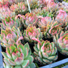 Echeveria 'Dragonfly'