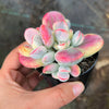 Cotyledon Orbiculata cv. Short Round Leaf variegated