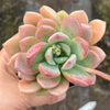 Echeveria 'Mulan' | Korea Form