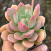 Echeveria 'Mulan' | Korea Form
