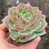 Echeveria Snowflake "Angel"