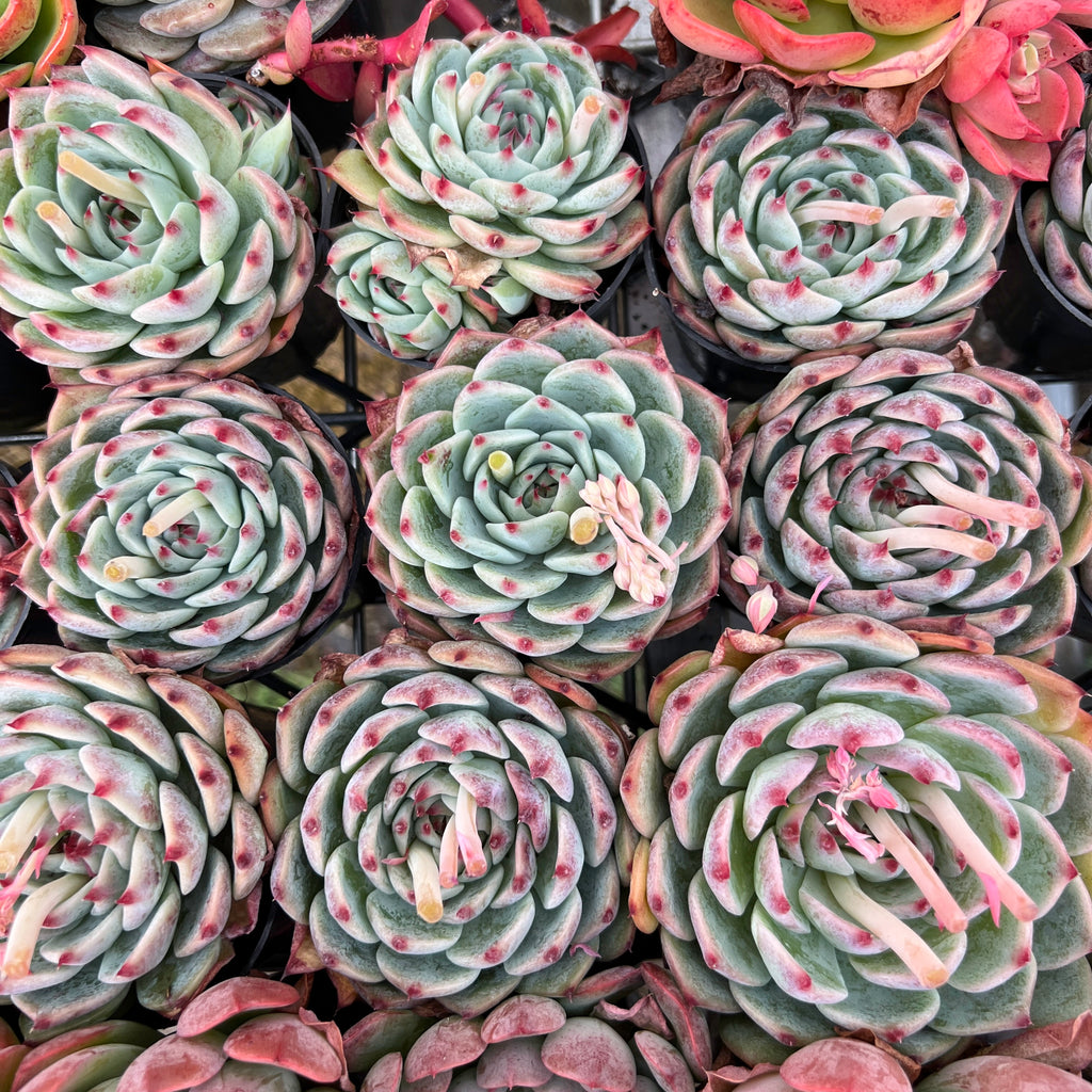 Echeveria casio (original)