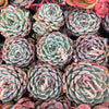 Echeveria casio (original)