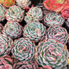 Echeveria casio (original)