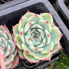 Echeveria casio (original)