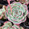 Echeveria casio (original)