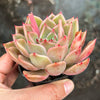 Echeveria 'Mal Gan Red- KRF