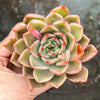 Echeveria 'Mal Gan Red- KRF