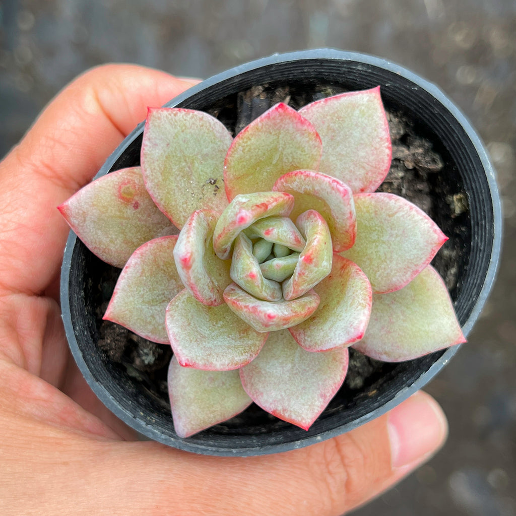 Echeveria German Champagne