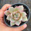 Echeveria German Champagne