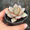 Echeveria German Champagne