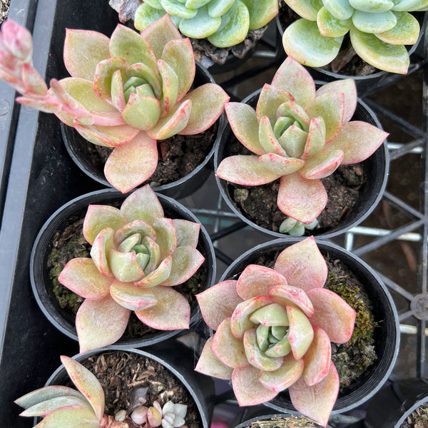 succulent german Echeveria German Champagne – LET LOVE GROW (Succulent & Cactus)