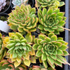 Echeveria Agavoides 'Everest'