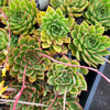 Echeveria Agavoides 'Everest'