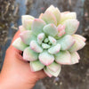 Echeveria 'Monroe Queen'